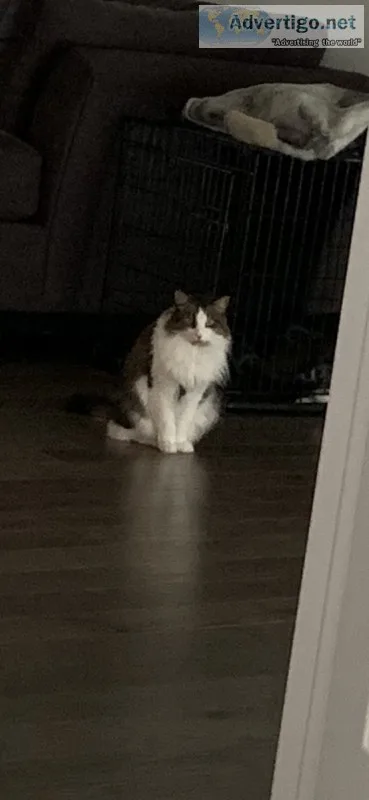 Free cat
