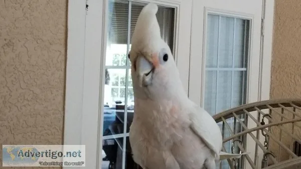 Beautiful loving Goffins cockatoo