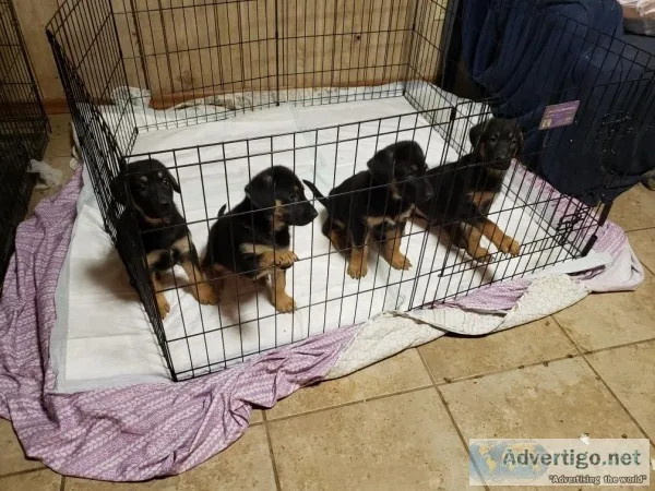 Puppies for Sale