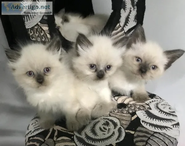 Siamese Himalayan kittens north jersey