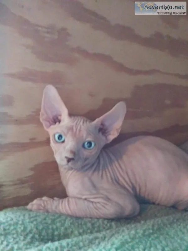 Sphynx kittens hairless