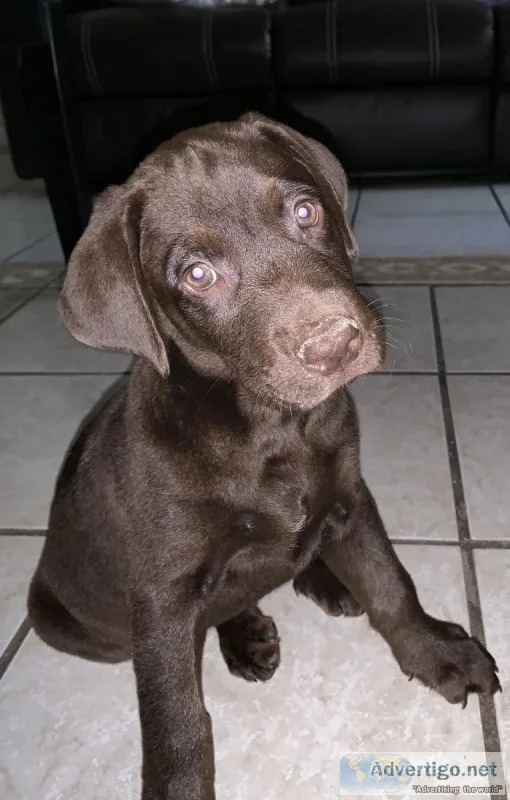 Labrador puppies