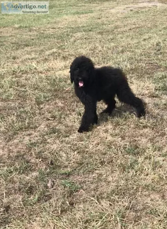 AKC poodle puppies