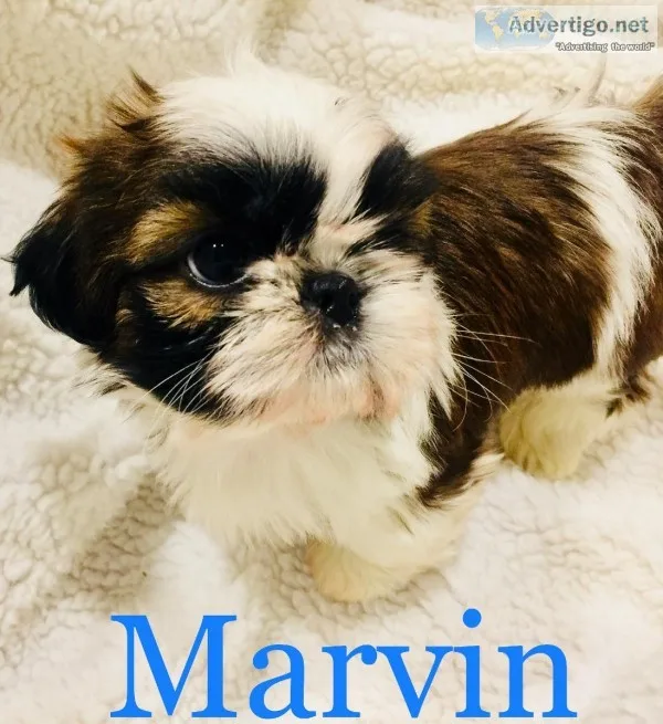 AKC Shih Tzu Puppies