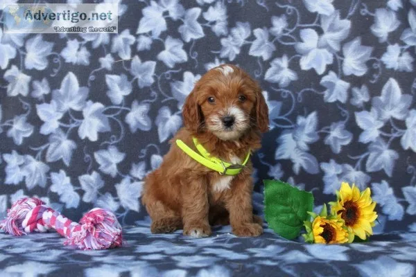 Mini GoldenDoodle pups in KY