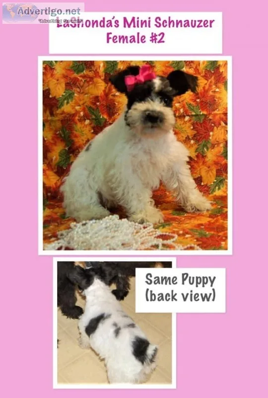 Mini Schnauzer Puppies in KY