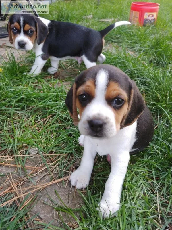 Pocket (small) BEAGLE PUPPIES.