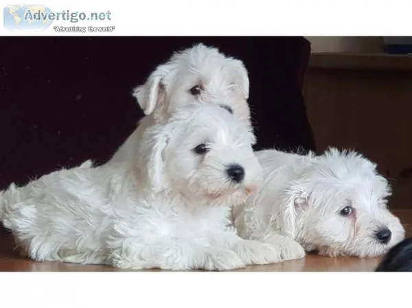 Beautiful mini Schnauzer available