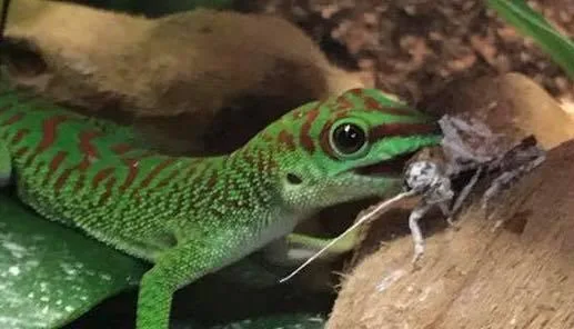 CRIMSON DAY GECKO
