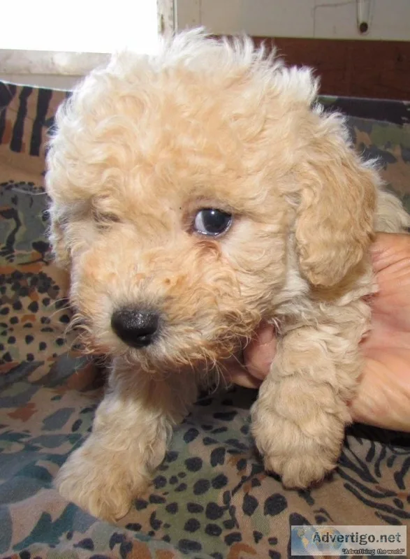 Toy Poodle puppies
