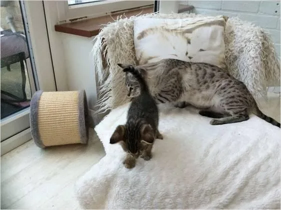 Friendly Savannah Kittens Ready