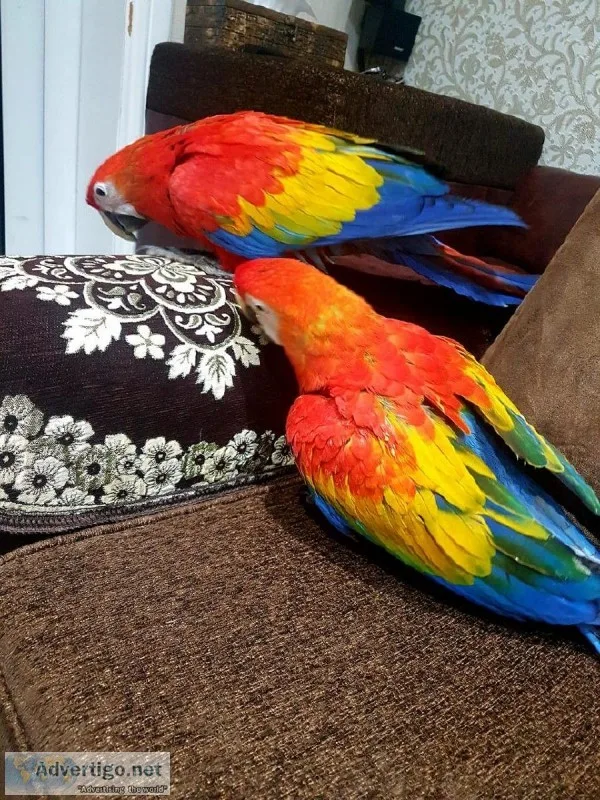 --2 Super Tame Baby Scarletmacaw