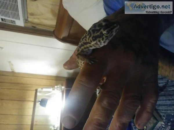 common leapord gekko