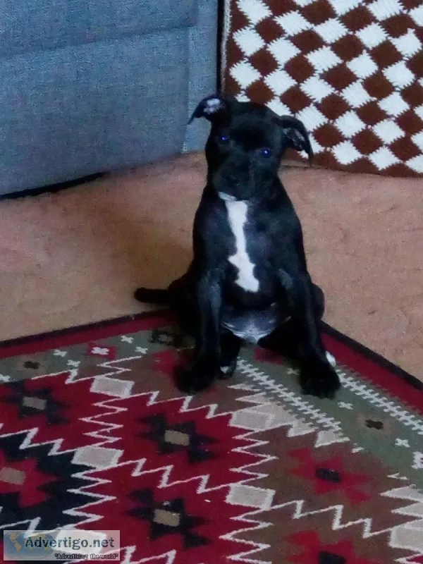 British Staffordshire bull terriers for sale.