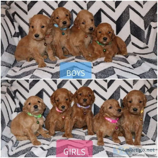 Goldendoodle puppies