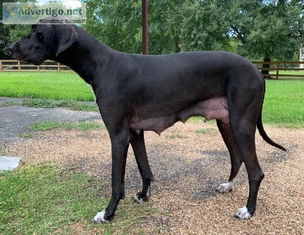 Great Dane Female