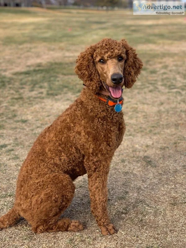 AKC Red Standard Poodle Puppies