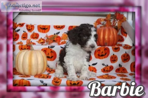 Barbie Female F1B Newfypoo