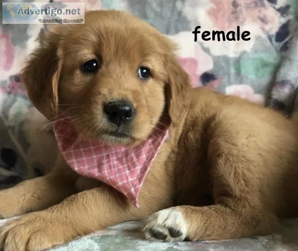 golden retrievers
