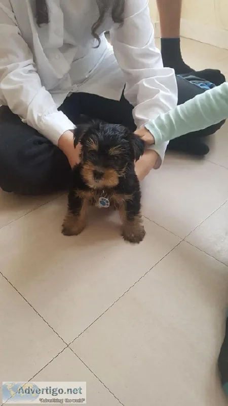 Yorkies Need A Home ASAP