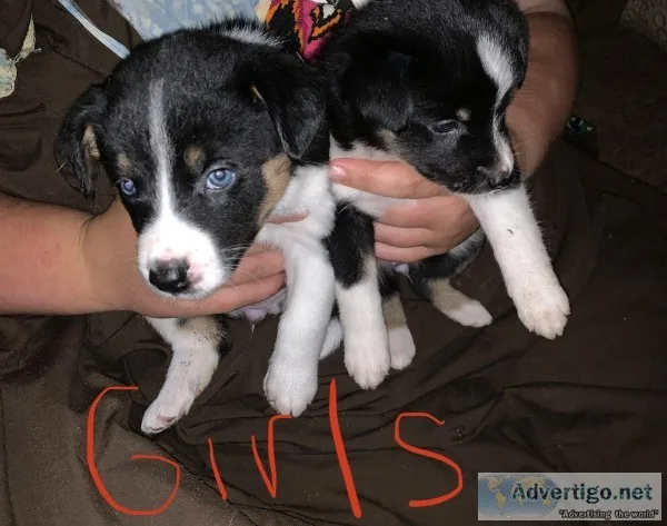 Australian ShepardGerman Shepard pups