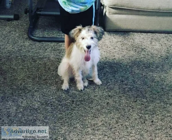Jack rat Dog for sell