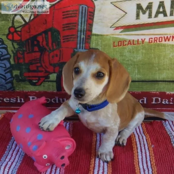 AKC Mini-Dachshund Puppies