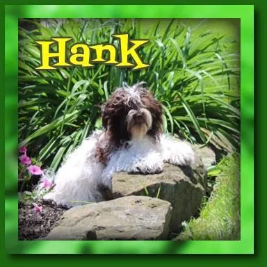 Hank AKC Male Havanese