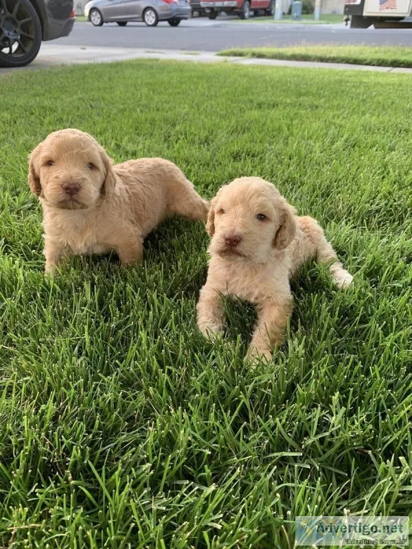 Labradoodle puppies.
