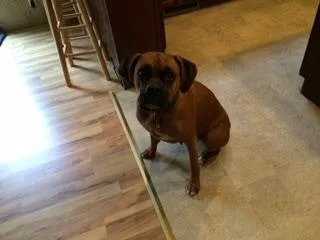 AKC Euro boxer puppies