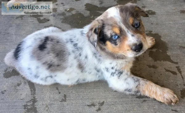 AussieHeeler Puppies