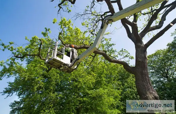 Why Tree Pruning Should Be Left to an Arborist