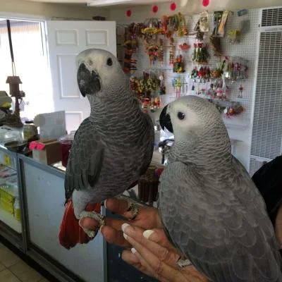African grey parrot for sale