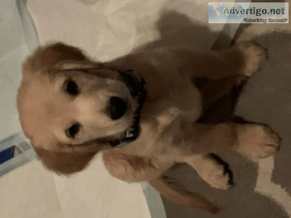 Golden Retriever with crate and supplies