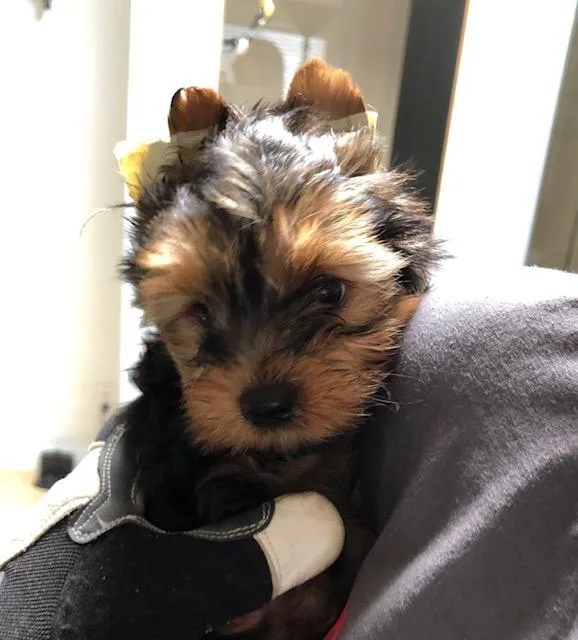Yorkie Pups Ch. sired awesome personalities
