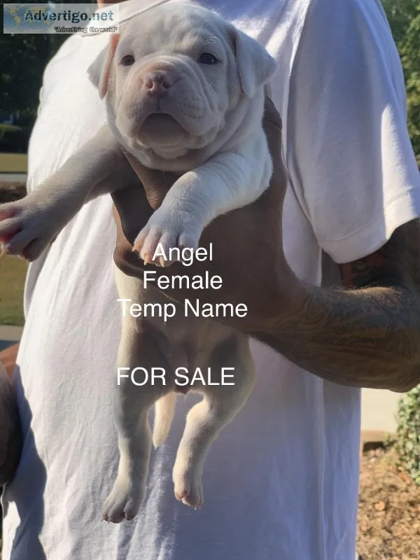 American Bully Puppies