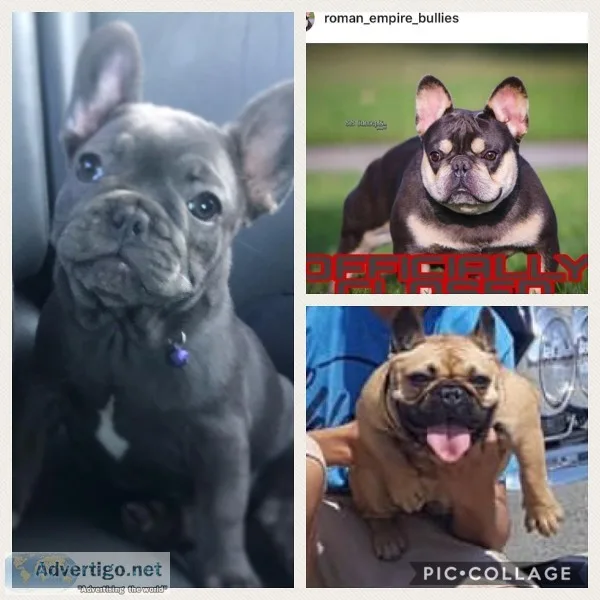 Frenchies
