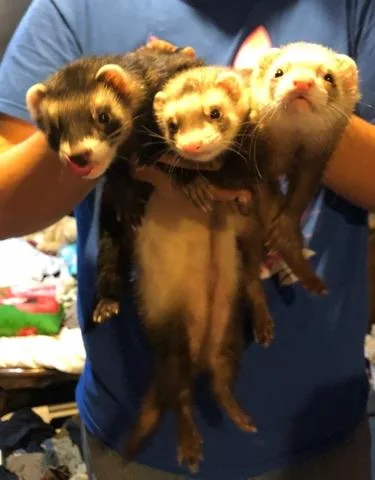 3 Adorable Ferrets w cage toys and tunnels