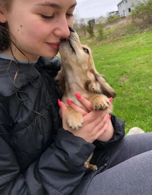 guarantee Daschund Puppies Avail.