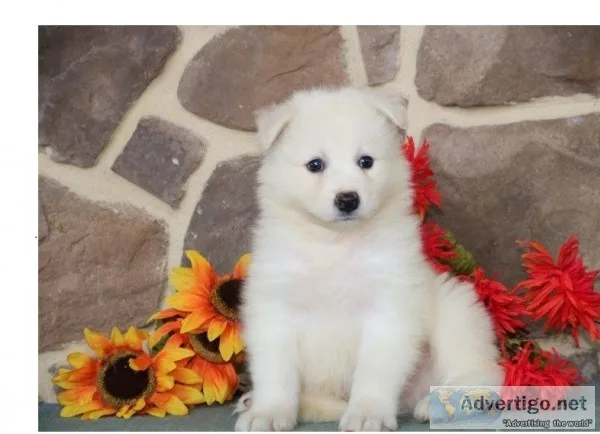Pure breed samoyed pups