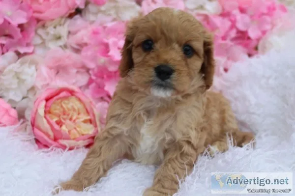 Cava po pups available