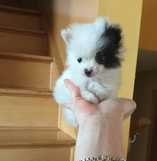 Super adorable pom pups 