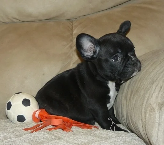 Frenchies available 