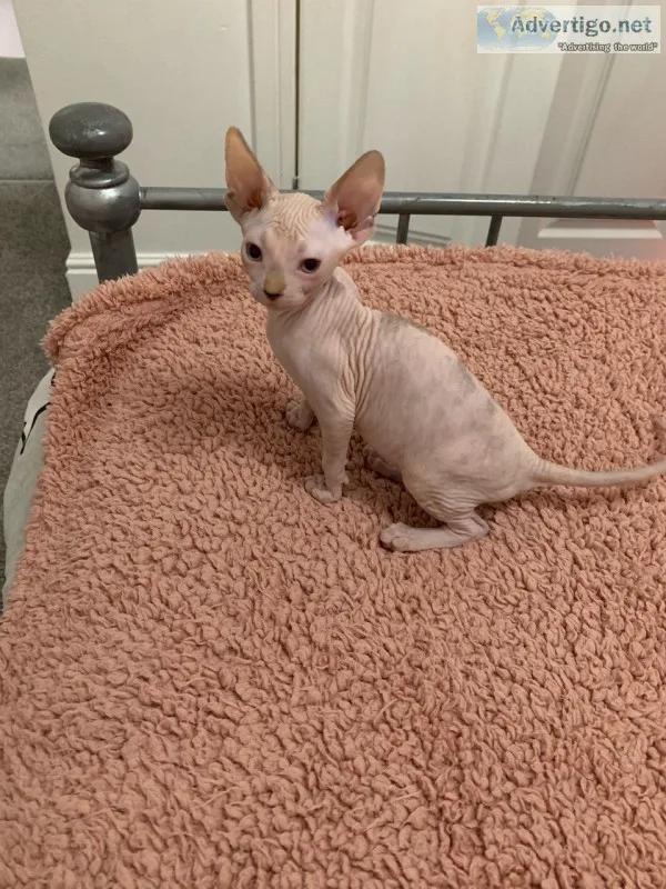 Good to go sphynx kittens