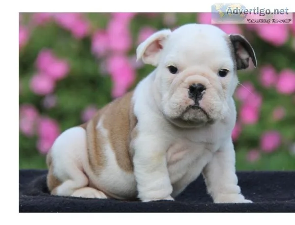  2 english bully for sale