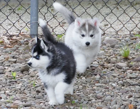 4 husky puppies available