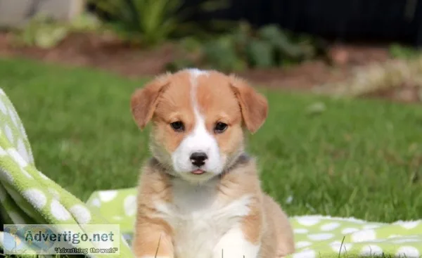 Welsh corgi pup