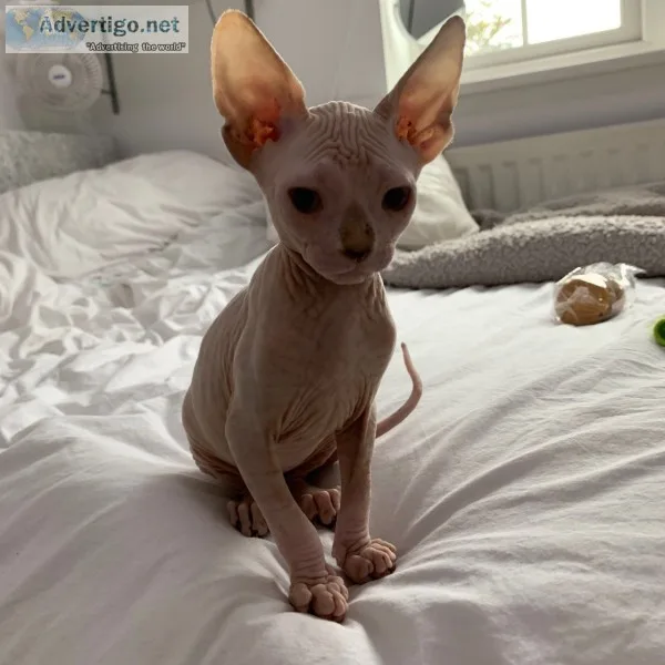 Lovely sphynx kitty