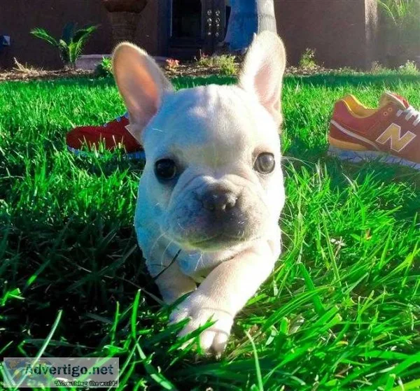 Perfect french bulldog 
