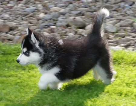 Siberian husky pups 